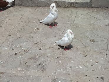 quş qefes: Pavlinler və yakobinler satilir — 3