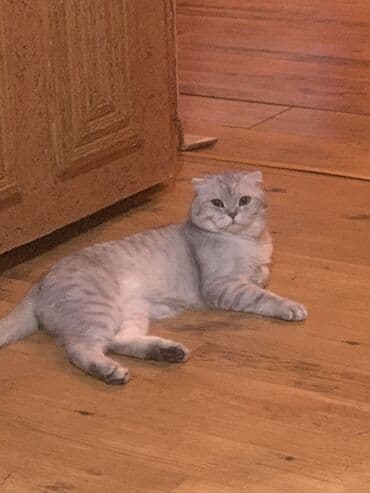 домики для кошек баку: Шотладская вислоухая — 3