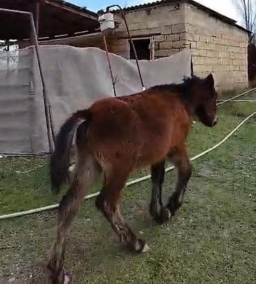 Другие с/х животные: Самка, лет: <1 — 2