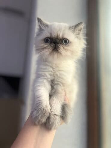 pişik tasma: Fars — 6