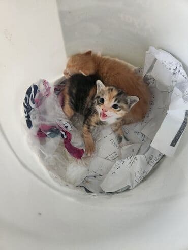 котята в хорошие руки бесплатно: Coox gozeldir pulsuz verilir oynayandir yaxwi ellere merdekan wuvelan — 1