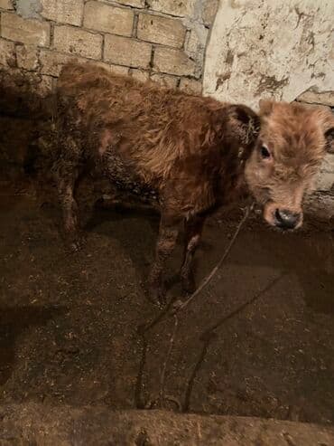 Аккумуляторы: 6 ayliq erkey dana kepey corey yonca verilir içeri malidi — 2