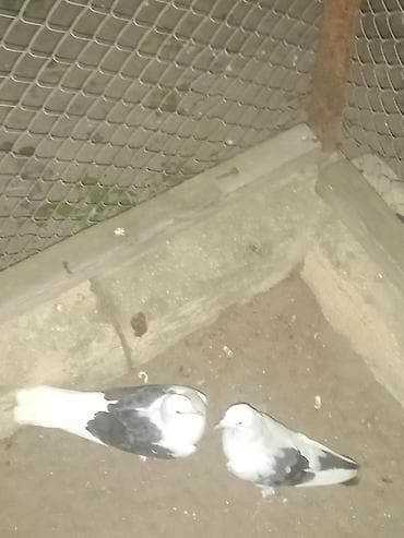 Quşlar: Salam 2 ədədi 25 manata çəplər — 6