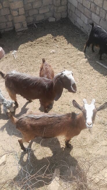 çəpiş satışı: Məhsul: Keçilər (surə) Təsvir: - Şəkillərdə müxtəlif rəng və tipdə — 1