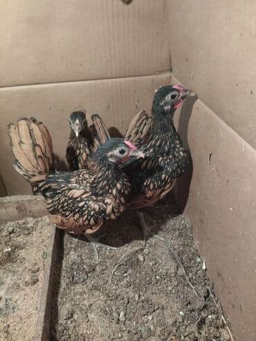 Heyvanlar üçün mallar: Toyuq, Damazlıq, Ünvandan götürmə — 3