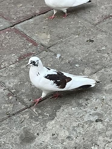 dəvə quşu: Cep erkek saglam qizgim heyvandi unvan sabuncu — 3