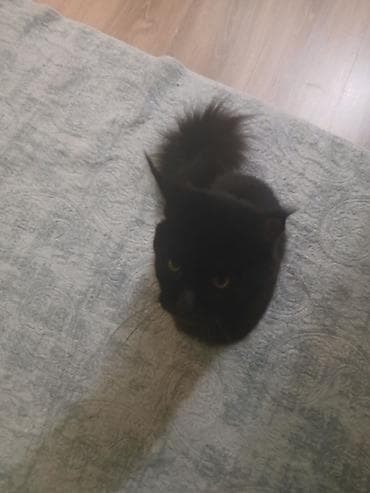 pişik cins: Yaxşı əllərə — 1