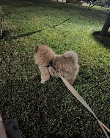 bakida it bazari: Çau-Çau, 7 ay, Erkek, Sənədli, Ünvandan götürmə, Pulsuz çatdırılma — 1