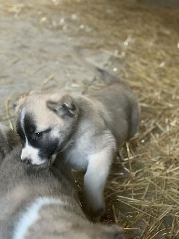 qafqaz çoban: Alabay, 1 ay, Peyvəndli, Pulsuz çatdırılma — 9