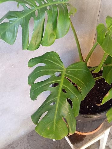 tuya bitkisi: Monstera deliciosa (pəncərəçiçəyi) – iri, deşikli yarpaqlı dekorativ — 3