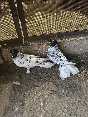 Salam pul ehtyacınan ucuz satılır sondu qiymet usag musag narahat