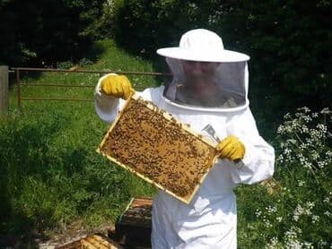 Bal: Dünyaca meşhur olan alimlerin araştirmalarin nəticəsində Təbii — 1