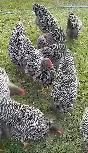 Yemlər: Toyuq, Damazlıq, Ünvandan götürmə — 1