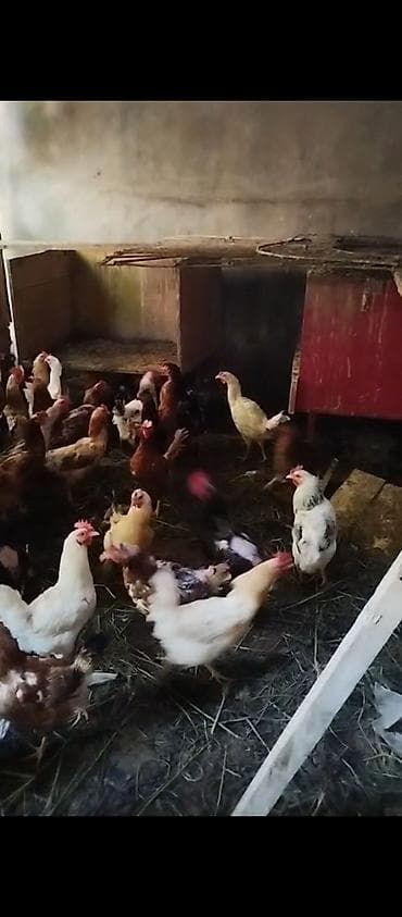 Məhsul: 40 toyuq 15 xoruz çəkiləri balacalar 1.700-2 kilo arası — 4