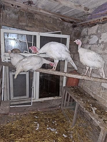 Ağ rəngli hinduşkalar – 4 ədəd - Cins: ağ geniş döşlü (ağ turkeylər)