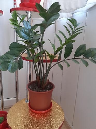 ev gulleri adlari: Zamiokulkas (ZZ plant) – dekorativ ev bitkisi - Növ: Zamiokulkas — 3