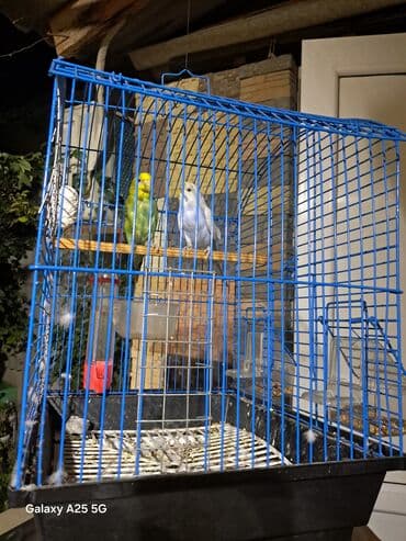 fireng qusu: Biri diwi biri erkek bala. qəfəs qarışıq satılır. üstündə yem və — 2