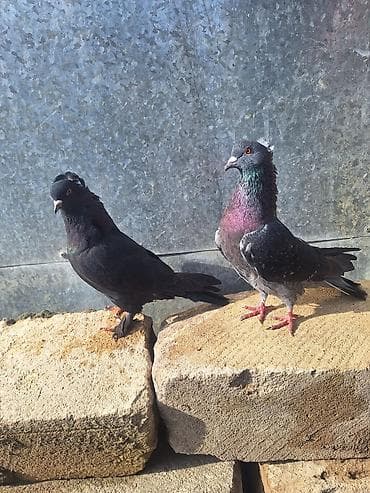 geref qus: Güyərçin Hazır Çüt Bala Verən Çütlərdi Çilok Erkəydi Qara Kəkilli — 4