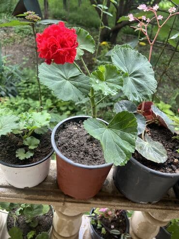 yumru xalça: Xalça — 2