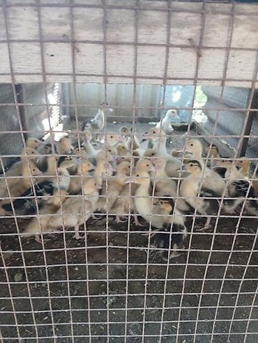 bala ordek: Salam Lal ördək balalarıdır.Novxanıdadır.7 manat və 10 manat — 1