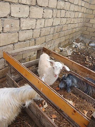 Goy keçi 280 m boğazdi.Ağ keçi axurdaki balasi ile 320 m ta isteyen