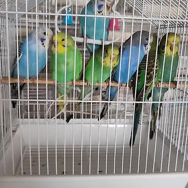 Другие животные: Optovoy və pərakəndə satışı _ev şəraitində bəslənib əl quşlaridi — 8