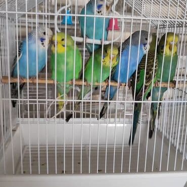 Другие животные: Optovoy və pərakəndə satışı _ ev şəraitində bəslənib Əl quşlaridi — 8