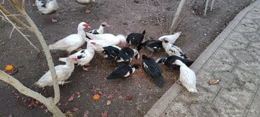 qaz ordey: Erkək, | Lal ördək, Damazlıq — 2