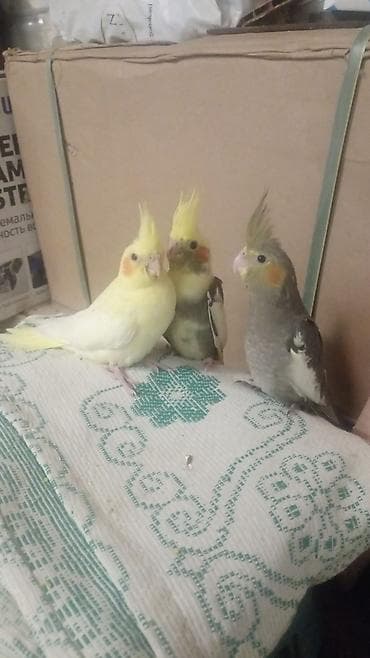 Balıqlar: Sultan (Cockatiel) papağanları tam sağlam quşlardır ele orgesibler — 2