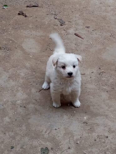 i̇tlər afcarka: 2 ay, Peyvəndli — 2