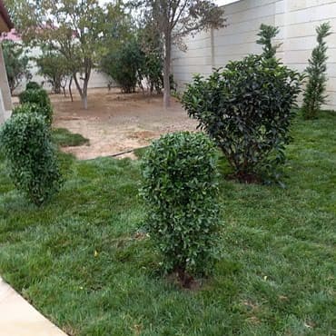 toxum gulleri: Qazon satisi catddirilmasi ve serilmesi yuksək keyfiyyət serferli — 4