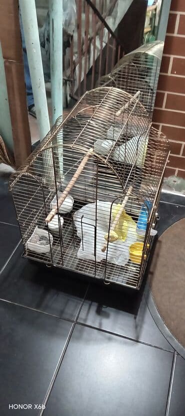 tikdirmek ucun don modeli: Quş qəfəsi satılır dəst — 4