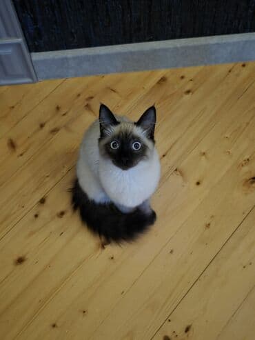 lalafo heyvanlar: Siam, Dişi — 2