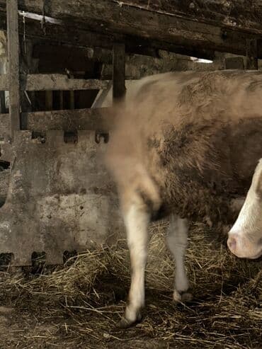 ətlik inək cinsləri: Erkək, il: 1, 100120 kq, Damazlıq, Ətlik, Ünvandan götürmə — 11