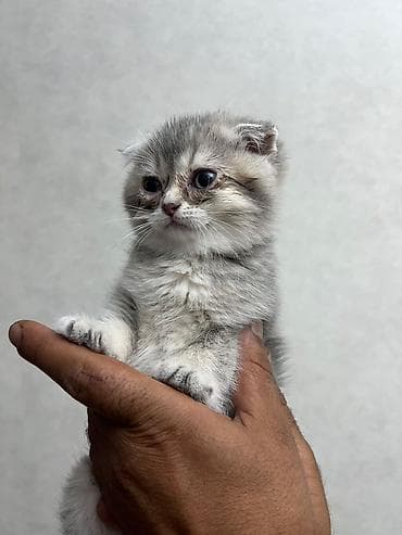 heyvan: Skottish Fold/Skottish Straight balaları - Cins: Scottish Fold — 4