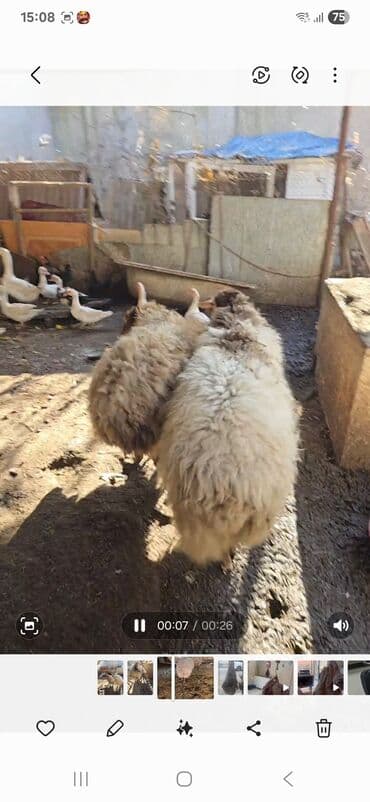 qoyun quzu satilir: Məhsul: Qoyunlar (2 baş) Təsvir: - Şəkillərdə görünən 2 baş qoyun — 3