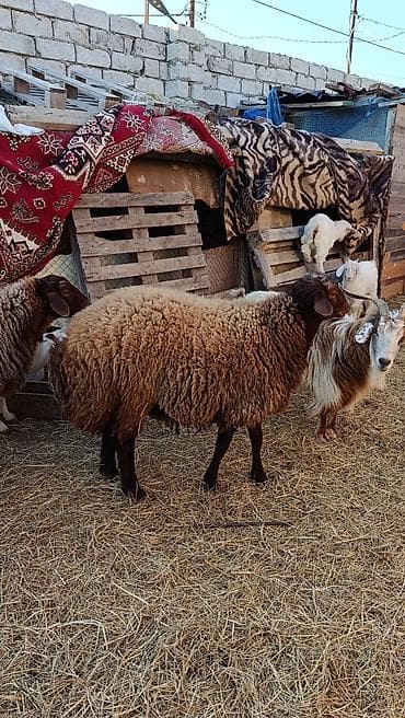 Qala sortu. 11 ayllq qoc. diri ceki 75kr.unvan merdekan