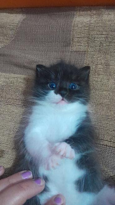 afcarka balası: Yaxşı əllərə — 2