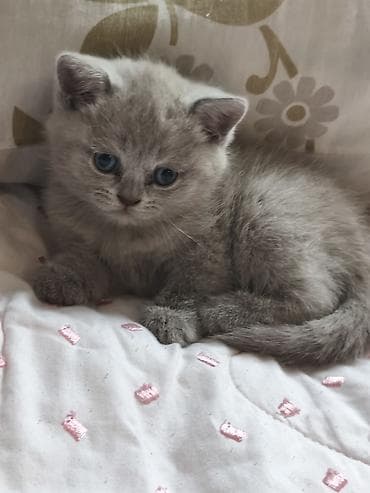 qurdbasar iti satisi: Şotland, Dişi — 3