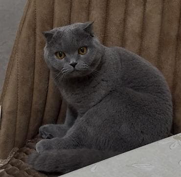 pişik qara: Britan — 6