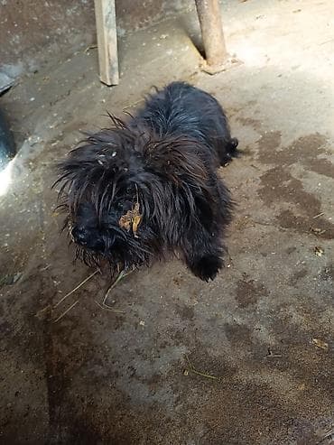 9 ay, Dişi lalafo.az -da 9 ay, Dişi