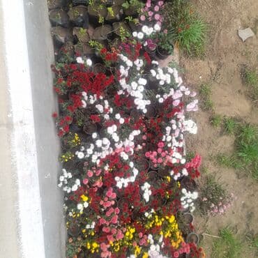 gul ekmek ucun torpaq: Xirizantema 1 ededi 0.50 qepik — 1