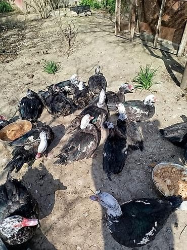 Quşlar: Salam lal ördəklər satilir dəyərinən cox asaga disili ərkeyli heckim — 3