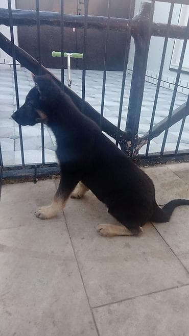 afcarka alman: Alman çoban iti — 1