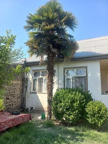 evkalipt ağacı satilir: Trachycarpus fortunei (yelpənək yarpaqlı xurma) ağacı - Hündürlük — 2