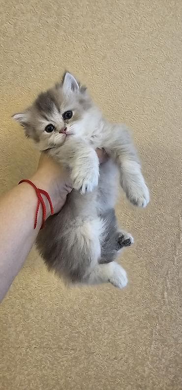 Pişiklər: Britan, Erkək, Dişi, Yaxşı əllərə, Ünvandan götürmə, Ödənişli çatdırılma — 1