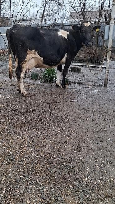 Inəklər, öküzlər: Dişi, il: 9, Damazlıq, Ünvandan götürmə — 2