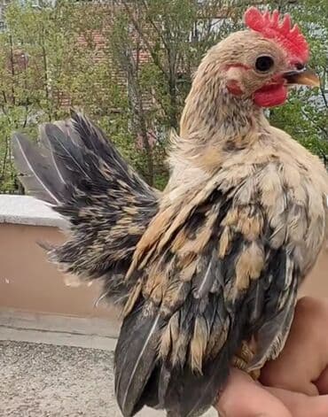 dovwan satiwi: Toyuq, Damazlıq — 3