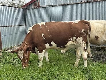 keçi dişi: Dişi, Simental, il: 3, 800 kq, Südlük, Ödənişli çatdırılma, Rayonlara çatdırılma — 2