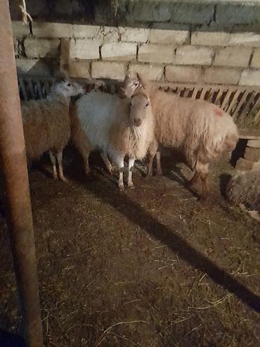 Məhsul: Qoyun sürüsü Təsvir: - Şəkillərdə gördüyünüz yerli — 1